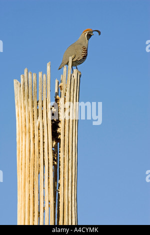 Wachteln Gambels (Art Gambelii), auf eine tot Giant Saguaro, gigantischen Kaktus (Carnegiea Gigantea) fordern ein Weibchen männliche Stockfoto