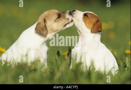 Parson Jack Russell Terrier (Canis Lupus Familiaris), zwei Welpen auf einer Wiese sitzend und lecken sich gegenseitig Stockfoto