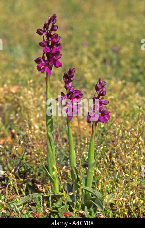 Green-Winged Orchid (Orchis Morio) Blüte. Stockfoto