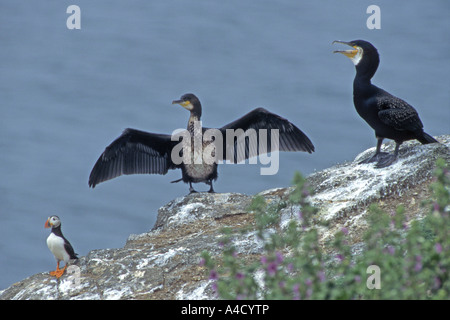 Kormoran (Phalacrocorax Carbo), zwei auf Felsen neben Papageientaucher thront. Auf trocknen die Flügeln Stockfoto