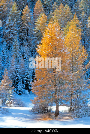 Gemeinsamen Lärche, Lärche (Larix Decidua), Bäume in Herbstfarben im ersten Schnee. Stockfoto