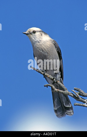 Grau-Jay (Perisoreus Canadensis) thront auf Zweig. Stockfoto