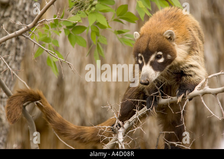 White-gerochene Nasenbär, Pizote, Antoon (Nasua Narica) Klettern im Baum. Mexiko, Oktober Stockfoto