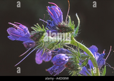 Viper Bugloss (Echium Vulgare), Blüte Stockfoto