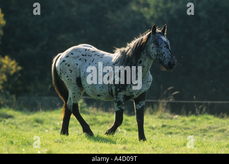 Noriker Pferd (Equus Caballus) auf Wiese im Sommer Stockfoto