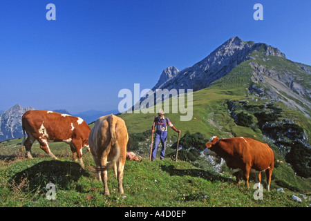 Simmentaler Kühe mit Herder auf einer Almwiese, Tyrol Stockfoto