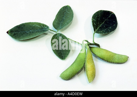 Sojabohne (Glycine max), verlässt mit Bohnen, Studio Bild Stockfoto