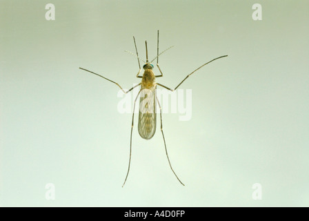 Haus Mücke, nördlichen gemeinsamen Haus Mücke, gemeinsame Mücke, Haus Gnat (Culex Pipiens), Weiblich, Studio Bild Stockfoto