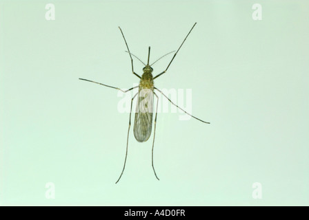 Haus Stechmücken (Culex Pipiens), Weiblich, Studio Bild Stockfoto