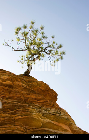 Pinyon-Kiefer (Pinus Edulis), einsame Kiefer auf einem isolierten Sandsteinfelsen Stockfoto