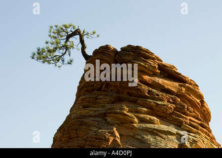 Pinyon-Kiefer (Pinus Edulis), einsame Kiefer auf einem isolierten Sandsteinfelsen Stockfoto