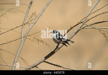 Halb Collared Flycatcher Ficedula Semitorquata Jordan Stockfoto