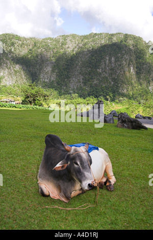 Ochsen in Feld, Vinales Tal, Pinar Del Rio Provinz, Kuba Stockfoto
