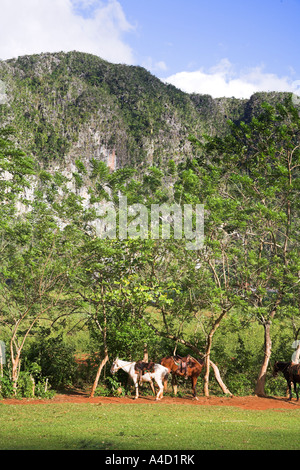 Pferde stehen neben Bäume im Feld, Vinales Tal, Pinar Del Rio Provinz, Kuba Stockfoto