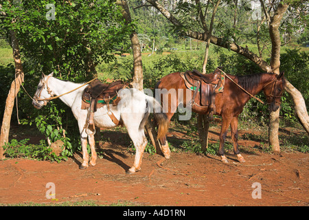 Zwei Pferde stehen neben Bäume im Feld, Vinales Tal, Pinar Del Rio Provinz, Kuba Stockfoto