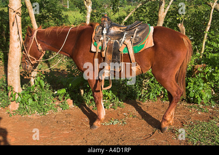 Pferd stehend neben Bäume im Feld, Vinales Tal, Pinar Del Rio Provinz, Kuba Stockfoto