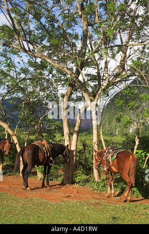 Zwei Pferde stehen neben Bäume im Feld, Vinales Tal, Pinar Del Rio Provinz, Kuba Stockfoto