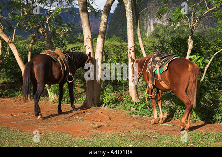 Zwei Pferde stehen neben Bäume im Feld, Vinales Tal, Pinar Del Rio Provinz, Kuba Stockfoto