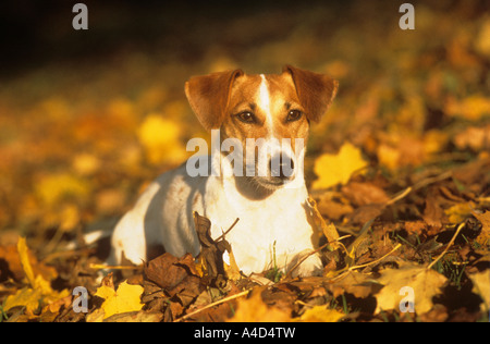 Jack Russell Terrier im Laub Stockfoto