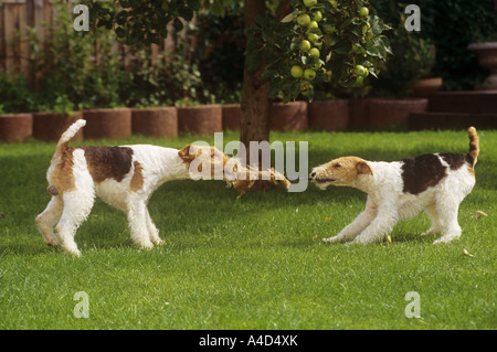 2 wire haired Fox Terrier am Seil ziehen Stockfoto