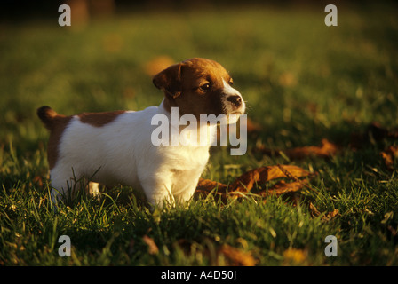 Jack Russell Terrier Hund - Welpe auf Wiese Stockfoto