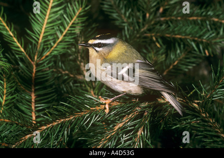 Firecrest auf Zweig / Regulus Ignicapillus Stockfoto