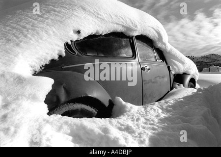 Colorado Beetle, ein Wortspiel auf VW Käfer in Colorado genommen Stockfoto