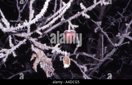 Ice Crystal Apple Stockfoto