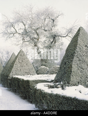 Blick auf einen großen Baum durch eine erhebliche Box Parterre mit Pyramiden s und Kugeln mit einer Bedeckung von Schnee Stockfoto