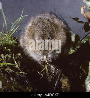 Schermaus, Arvicola Terrestris, Fütterung auf Pflanzenstängel. Stockfoto