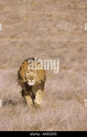 Männlichen afrikanischen Löwen, Panthera Leo, läuft auf die Kamera. Stockfoto