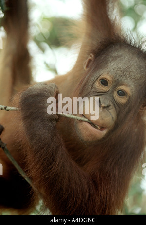 Porträt des jungen Orang Utan, Pongo Pygmaeus, Tanjung Puting Nationalpark, Indonesien Stockfoto