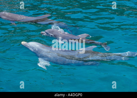 Tümmler, Tursiops Truncatus, Mutter und Kalb Stockfoto