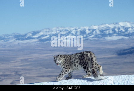 Snow Leopard Panthera Uncia, auf verschneiten Grat, Montana. Stammen Sie aus C.Asia Berge - NW China nach Tibet. Stockfoto