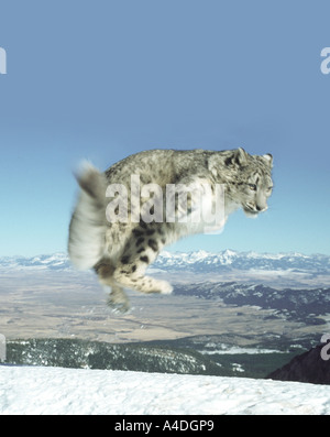 Snow Leopard Panthera Uncia, springen von Schnee bedeckten Bergrücken, Montana. Stammt aus C.Asia Berge - NW China nach Tibet. Stockfoto