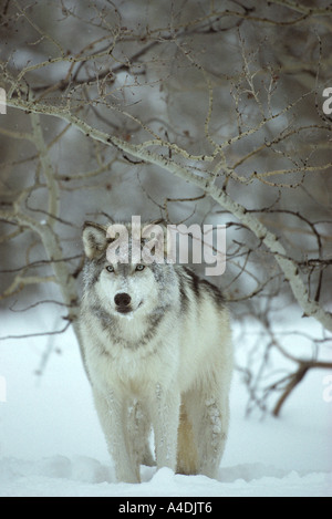 Nordamerikanische grau oder Timber Wolf, Canis Lupus, im Schnee mit Espen, USA Stockfoto