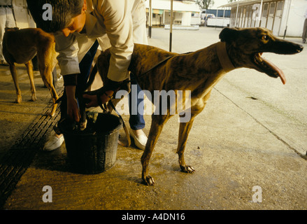 Ein Windhund, der von seinem Besitzer in Walthamstow Stadium Windhundrennen gewaschen Stockfoto