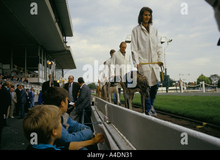 Assistenten parade die Hunde bei den Greyhound-Rennen im Walthamstow Stadium, London, UK Stockfoto