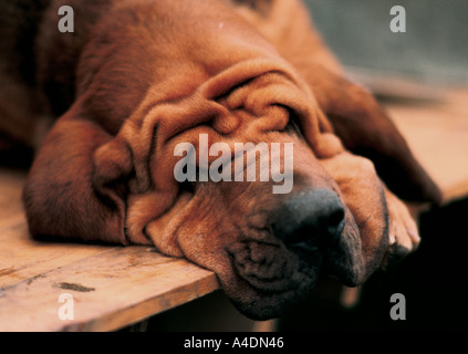 Ein Porträt eines Hundes beim Bloodhound-Wettbewerb in Ascot, Großbritannien Stockfoto