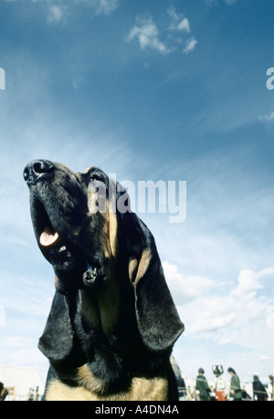 Porträt eines Hundes, der Bloodhound-Wettbewerb in Ascot, United Königreich5 Stockfoto
