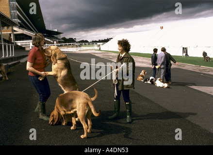 Besitzer mit ihren Hunden beim Bloodhound-Wettbewerb in Ascot, Großbritannien Stockfoto