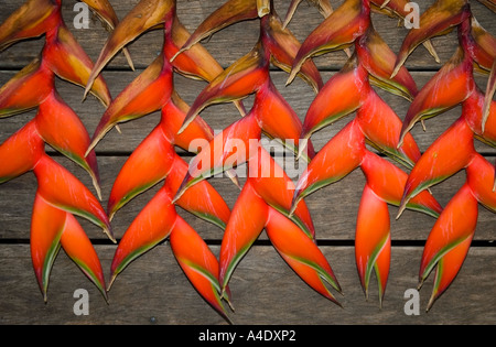 Nahaufnahme von leuchtend roten Heliconia Blumen auf einem Holzboden Hintergrund. DSC 8338 Stockfoto