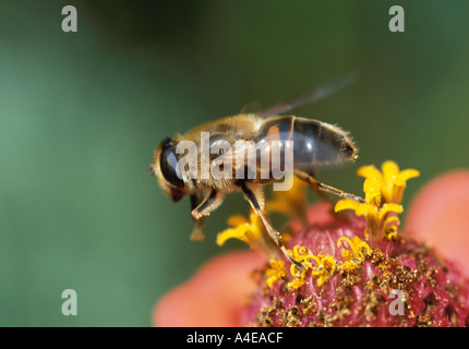 Schweben Sie, fliegen ausziehen von Zinnia Blume wo hat es Pollen gefüttert Stockfoto