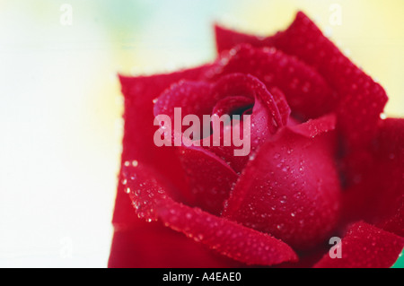 Rose Stockfoto