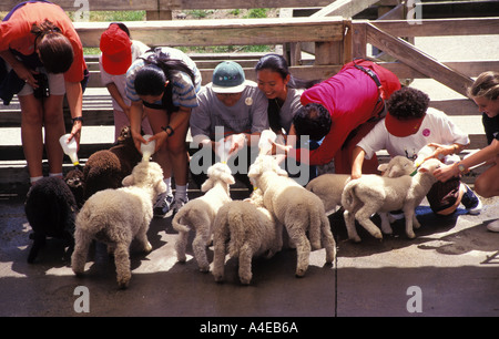 New Zealand Rotorua Rainbow Farm Touristen Flasche füttern Lämmer Stockfoto