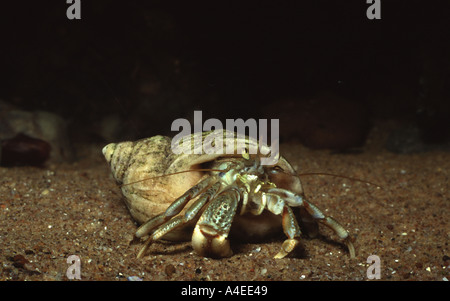 Einsiedelkrabbe lebt in einer Welpenschale. Devon. UK Stockfoto