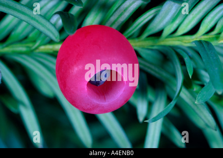 Red Yew Tree Beere. 3 X Lifesize vergrößert. Stockfoto