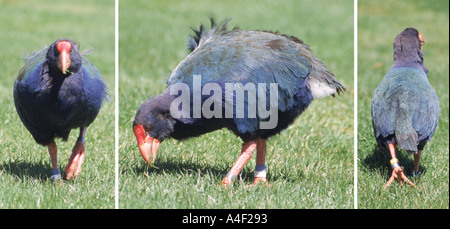 Vorderseite und Rückseite der gefährdeten Takahe Porphyrio Mantelli hochstetteri Stockfoto
