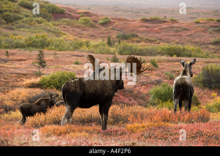 Alaska Denali Nationalpark Elchbullen Pursueing weibliche Kuh Elch im September während der Brunft Stockfoto