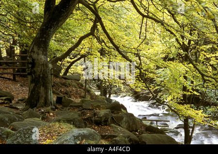 HERBSTFARBEN IN BUCHE BÄUME PADLEY SCHLUCHT IN DER NÄHE VON GRINDLEFORD PEAK DISTRICT NATIONAL PARK DERBYSHIRE ENGLAND Stockfoto